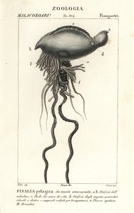 Physalia physalis - Corsi Corsi