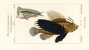 Poisson-lion rouge, Pterois volitans, Pteroide volante 1, et blanquillo bleu, Taenianotus latovittatus, Tenianoto striata larga 2 - Corsi Corsi