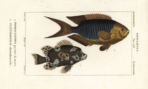Demoiselle saphir, Pomacentrus pavo, pavone di mare 1, et labre arlequin, Plectorhinchus chaetodonoides, Plettorinco chetodonoides 2