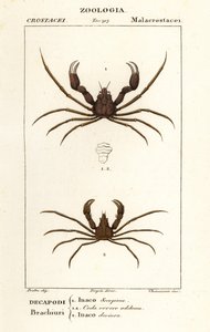 Crabe araignée scorpion et crabe araignée de Leach - Corsi Corsi