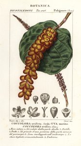 Raisin de mer, Coccoloba uvifera, Uva marina