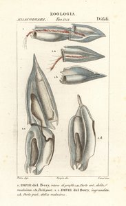 Siphonophores, Diphyes dispar, Diphyes boryi, Difie del Bory