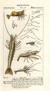 Espèce de crevette