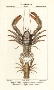 Galathea strigosa et Aegla laevis - Corsi Corsi
