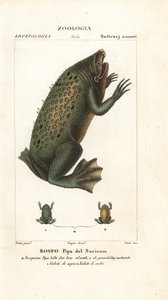 Crapaud de Surinam, Pipa pipa