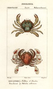 Crabe nageur et crabe lune - Corsi Corsi