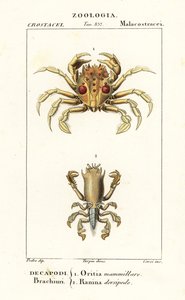 Crabe tigre et crabe grenouille - Corsi Corsi