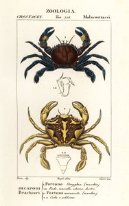 Crabe nageur velouté et crabe nageur marbré - Corsi Corsi