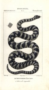 Serpent verruqueux ou petit serpent de fichier, Acrochordus granulatus