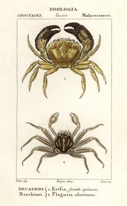Crabe verruqueux et crabe plat - Corsi Corsi