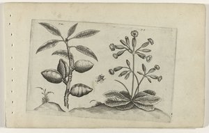 Amandier et primevère dorée