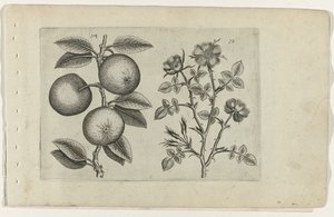 Pomme et églantier (série Cognoscite lilia)