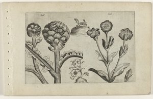 Artichaut et saponaire