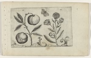 Pomme assyrienne et souci Cognoscite lilia (titre de la série)