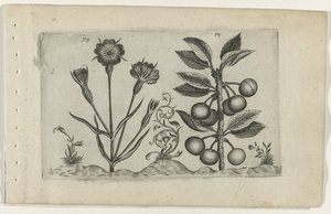 Nielle et cerise acide