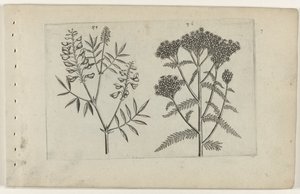 Vesce et millefeuille (Cognoscite lilia) - Crispijn van de Passe (I) (attributed to)