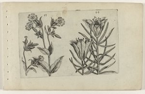 Silène et lys des blés