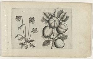 Violette tricolore et pomme