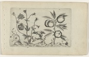 Ancolie double et pomme
