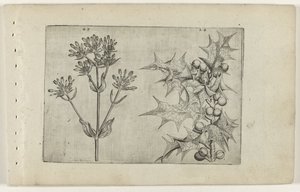 Centaurée et houx - Crispijn van de Passe (I) (attributed to)