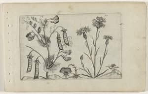 Erwt en korenbloem - Crispijn van de Passe (I) (attributed to)