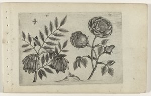 Es et rose