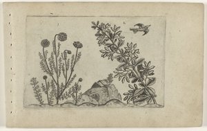 Camomille commune et épine-vinette - Crispijn van de Passe (I) (attributed to)