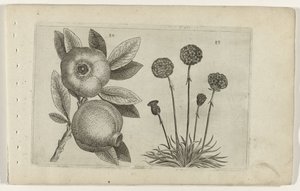 Grenade et herbe anglaise