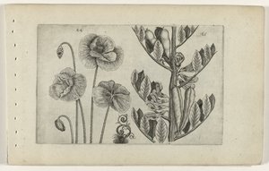 Grande coquelicot et fève de jardin