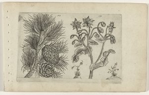 Pin sylvestre et bourrache
