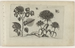 Noisetier et œillet