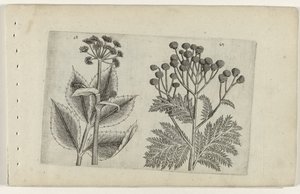Racine de cerf et tanaisie (Cognoscite lilia)