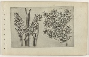 Jacinthe et genévrier (Cognoscite lilia) - Crispijn van de Passe (I) (attributed to)