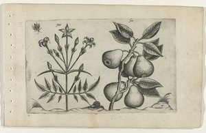 Jasmin et poire