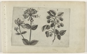 Chèvrefeuille et framboise (Cognoscite lilia)