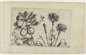 Prunier et œillet, Cognoscite lilia (titre de la série)