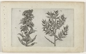 Kromhals et ruscus