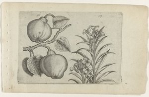 Coing et giroflée