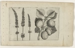 Lavande et abricot (Cognoscite lilia)