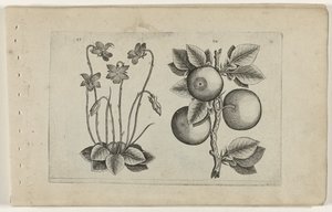Violette de mars et orange, Cognoscite lilia (titre de la série)