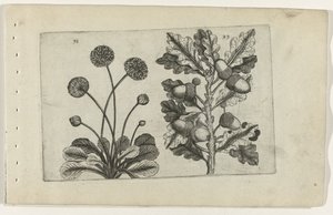 Marguerite et chêne d
