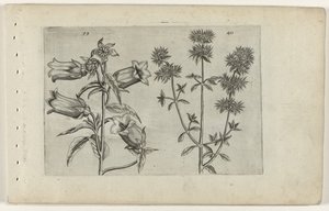 Muguet et marjolaine