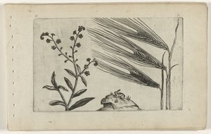 Myosotis des marais et orge - Crispijn van de Passe (I) (attributed to)