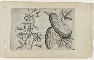 Rose musquée et concombre