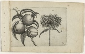 Pêche et amour ardent (Cognoscite lilia)
