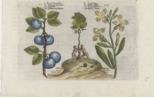 Prune et giroflée