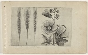 Seigle et rose trémière - Crispijn van de Passe (I) (attributed to)