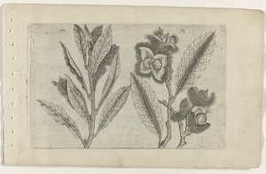 Sauge et châtaigne douce