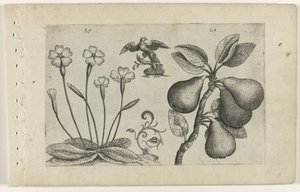 Primevère et poire (Cognoscite lilia)