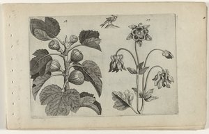 Figuier et ancolie sauvage